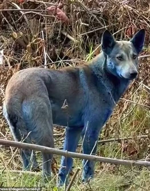 В Чернобыле появились собаки с синей шерстью Daily Mail Британский таблоид пишет что они активны и выглядят здоровыми а цвет мог появиться из за воздействия химикатов хотя не исключают и чернобыльскую мутацию Сообщается что животные даже стали более устойчивыми к радиации