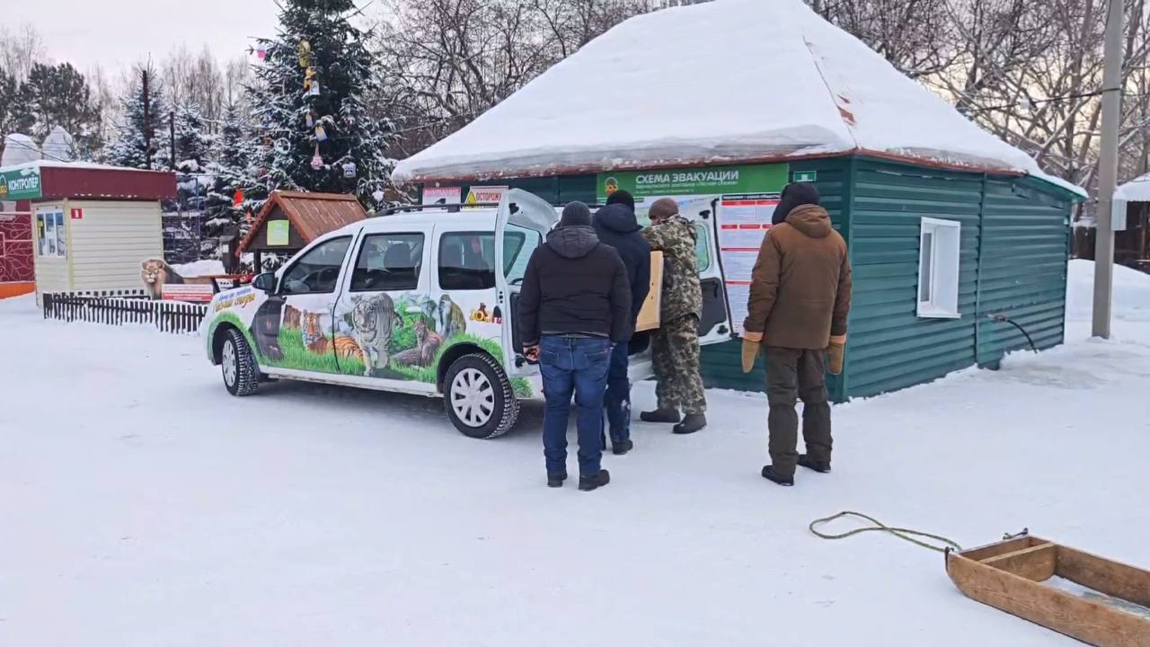 Барнаул 1 Манул Пепе из барнаульского зоопарка отправится в Петербург Пепе переезжает в зоопарк Санкт Петербурга так как там ждёт её жених У нас создать не получилось так как Пепе и Чип оказались братом и сестрой Подписаться Прислать новость