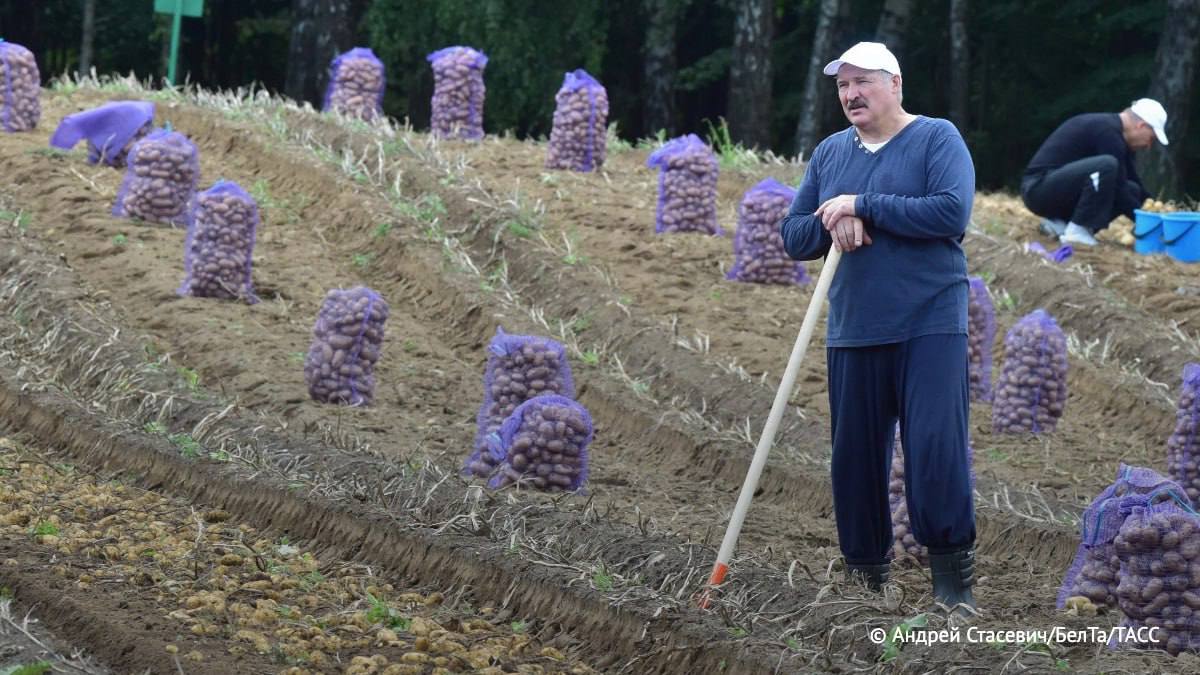 Лукашенко рассказал что планирует привезти на саммит ШОС в Китае несколько мешочков картофеля ТАСС