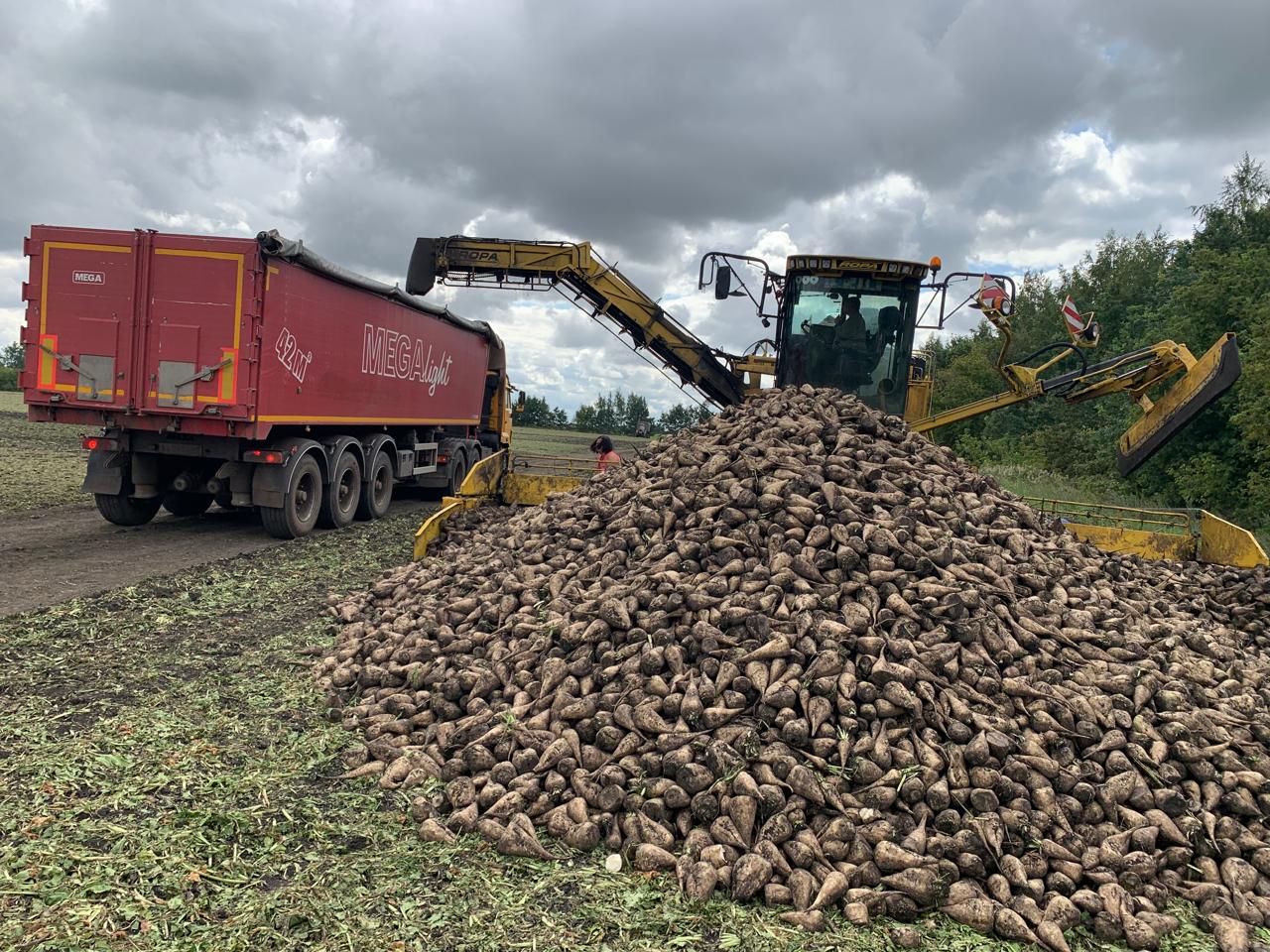 По оперативной информации министерства сельского хозяйства Тамбовской области аграрии региона собрали свыше 5 5 миллиона тонн сахарной свеклы в физическом весе Это на один миллион тонн превышает показатель на 21 ноября 2024 года Уборочные работы продолжаются Сельхозпроизводителям предстоит убрать урожай еще с 20 тысяч гектаров полей Всего в этом году сахарной свеклой было засеяно 140 тысяч гектаров полей На сахарные заводы отправлено более 4 1 миллиона тонн свеклы На территории области работают 5 сахарных заводов общей мощностью 31 1 тысячи тонн в сутки Свеклу нового урожая заводы начали перерабатывать в сентябре На сегодняшний день переработано 3 млн тонн сладких корней и произведено 400 тысяч тонн сахара который реализуется в сетевых магазинах России поставляется производителям кондитерских изделий а также идет на экспорт в Республики Узбекистан и Казахстан Азербайджан Наши новости в МАХ