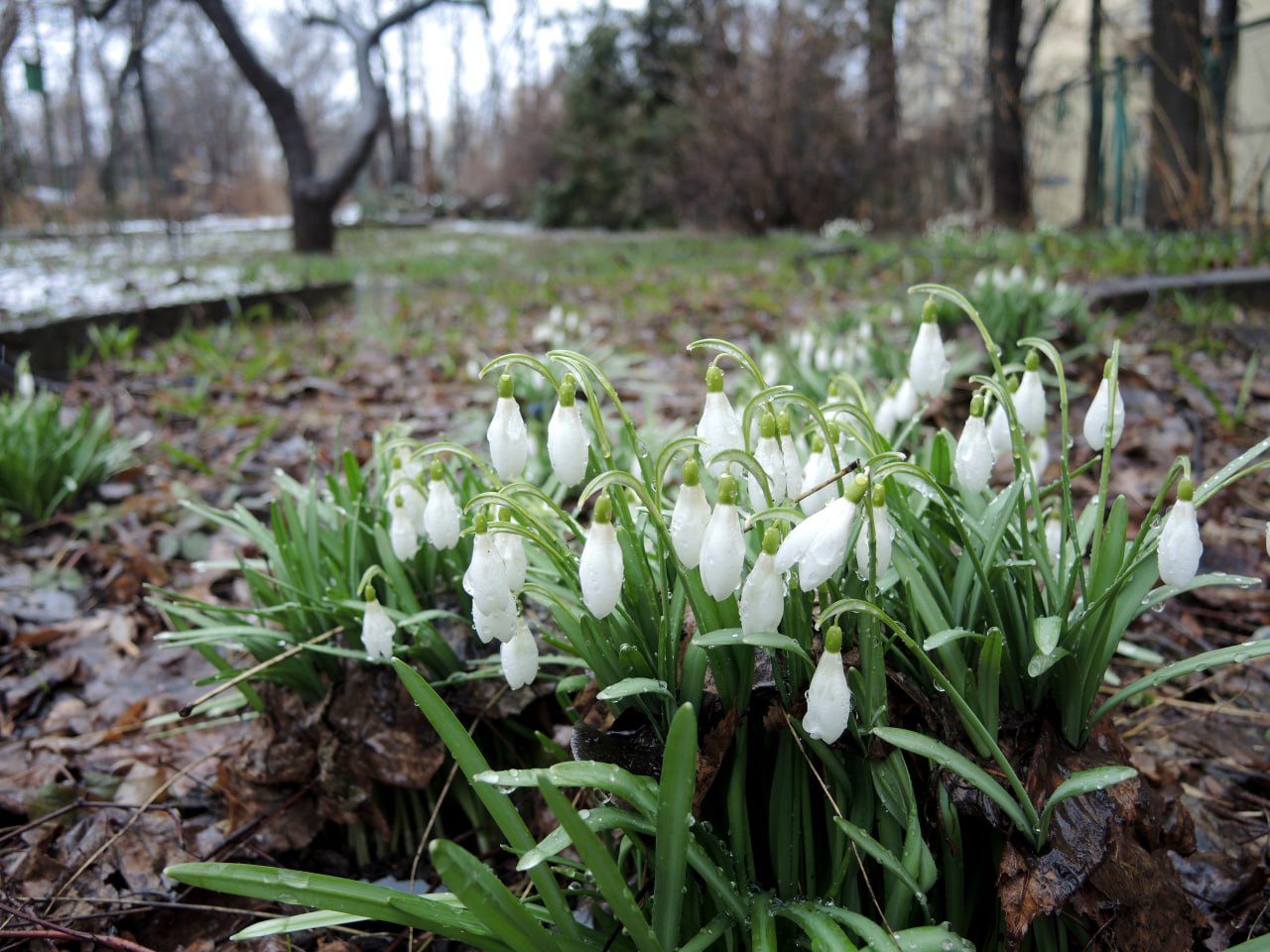 В Москве появится ботанический сад федерального значения имени П И Травникова Сад площадью почти 0 18 га будет создан на базе бывшего регионального памятника природы расположенного на Фрунзенской набережной с таким же названием Теперь он получит федеральный статус особо охраняемой территории и будет находиться в ведении МГУ имени М В Ломоносова Повышение статуса территории позволит сохранить собранную там ботаническую коллекцию включающую в себя более 300 видов растений из разных регионов России и мира при этом 17 видов занесено в Красную книгу России ℹ Сад был заложен в 1957 году Павлом Ивановичем Травниковым Агроному любителю удалось создать природную территорию у дома где он жил После смерти Травникова за садом начали ухаживать местные жители однако к середине 2000 х он оказался фактически заброшен В 2007 году сад под свою опеку взяли ученики расположенной неподалеку школы 588 В 2018 году специалисты Ботанического сада МГУ Аптекарский огород разработали проект восстановления сада им П И Травникова который был реализован Подписаться на Правительство России в MAX