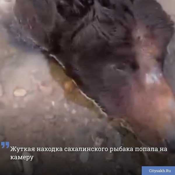 Сегодня на Сахалине в районе Тараная рыбак случайно обнаружил жуткую находку. Из воды торчала голова медведя.
