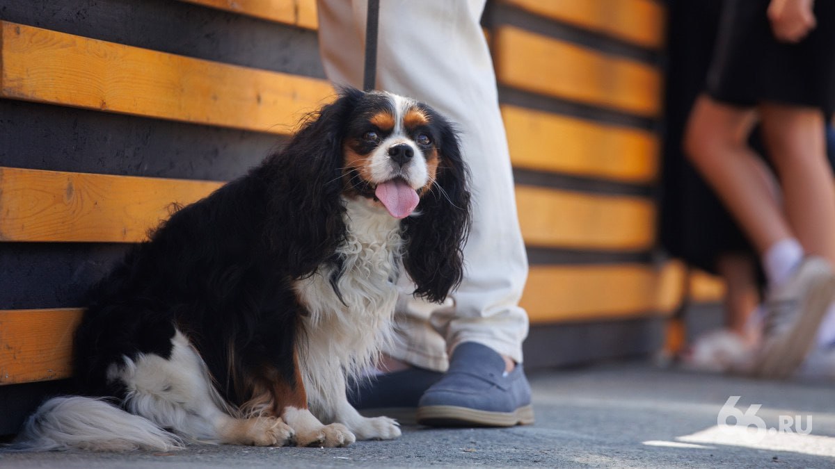 Владельцев домашних животных обяжут чипировать и ставить на учет своих питомцев На выбор хозяев ошейники бирки или микрочипы Передавать сведения о животном и о его владельце нужно будет в государственную информационную систему в области ветеринарии Процедура учета бесплатная но за маркировку придется заплатить Законопроект уже поддержал комитет Госдумы по экологии природным ресурсам и охране окружающей среды В первом чтении инициативу рассмотрят 20 января Изменения могут вступить в силу с 1 сентября 2026 года А вы как готовы чипировать свою собаку или кошку придется никогда