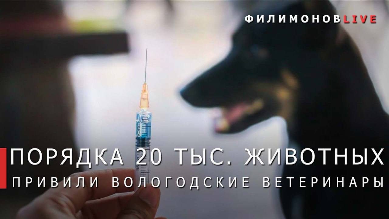Вологодские ветеринары привили от бешенства около 20 тыс домашних животных Плановый показатель выполнен на 111 Кроме этого в 12 муниципалитетах разложено 200 тысяч приманок с вакциной от бешенства в окрестных лесах для диких животных Ещё 200 тыс доз разместят до конца осени Работы проходят в местах где ранее фиксировались случаи бешенства и на границах с соседними регионами Благодаря системной работе в Вологодской области с 2022 года не зарегистрировано ни одного случая заболевания бешенством Связаться с Вологодским Городовым или предложить новость VolGorodbot