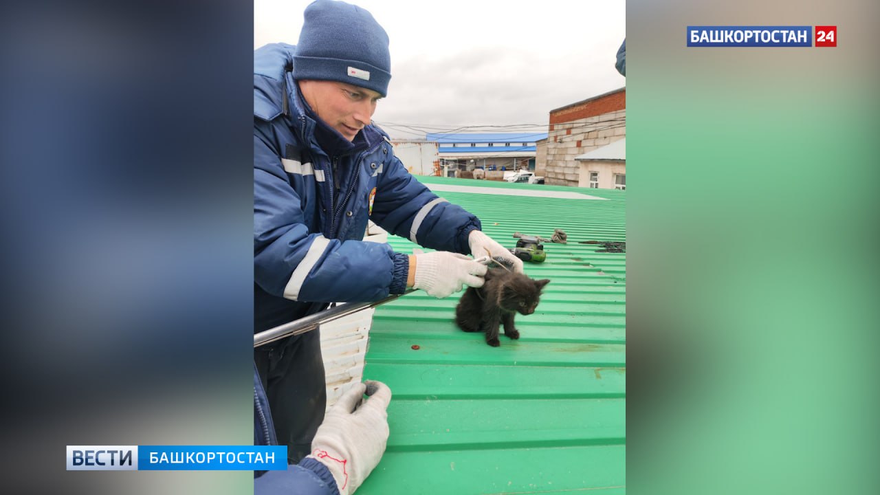 Застрявшему в трубе котенку в Уфе потребовалась помощь спасателей  Животное достали с четырехметровой глубины.  Сегодня уфимские спасатели спасли котёнка, провалившегося в четырехметровую трубу. Его жалобное мяуканье услышали сотрудники организации, расположенной в этом здании. Они попытались самостоятельно достать малыша, но у них не вышло.  Как рассказали в пресс-службе Управления гражданской защиты Уфы, на помощь пришли спасатели. Менее чем за полчаса они смогли достать котёнка с глубины четырёх метров и передали его хозяйке.  Подписаться   Сообщить новости