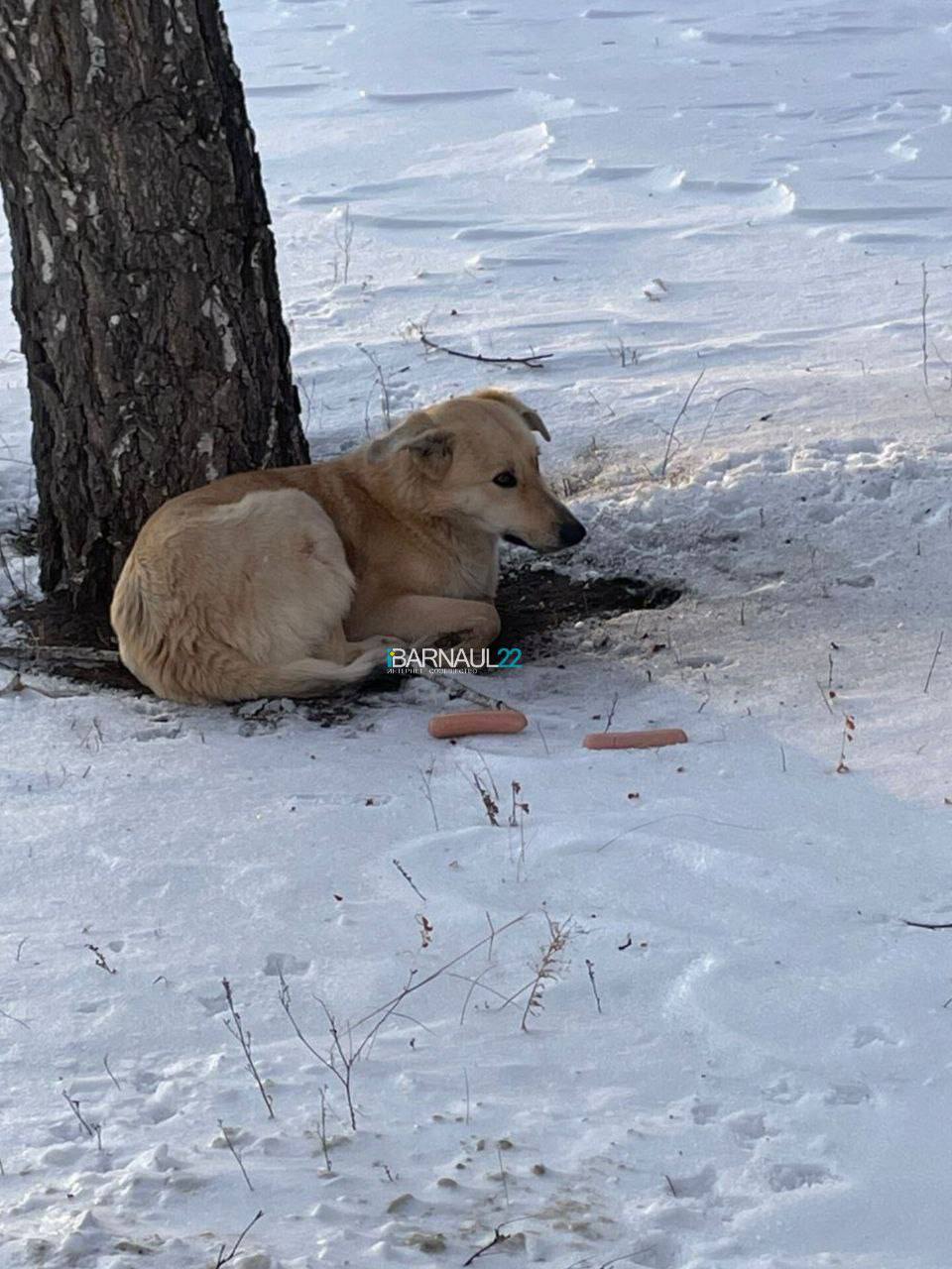 В Барнауле собаку выгнали из дома, местные жители вызвали полицию из-за того, что она жила у подъезда, а сотрудники стреляли в нее — подписчики Barnaul22  «На Панфиловцев у семьи пьющих людей жила собака. Во время праздников они выгнали ее на улицу, и она обосновалась у подъезда, в котором жила. 5 января кто-то вызвал полицию. В 6:30 утра сотрудники полиции собаку подстрелили за то, что она залаяла на них», — рассказала подписчица паблика.  Участница сообщества Наталья уточнила, что собаку знали все жители района и жалели.  По ее словам, по камерам, расположенных по дворе видно, как подъехали сотрудники полиции, собака залаяла, а затем раздались два выстрела. Собака получила ранение в лапу и убежала.  Волонтёры вместе с сотрудниками «Ласки» ищут собаку, пишет Barnaul22.  «Хотелось бы получить правовую оценку действиям сотрудников полиции, которые открыли стрельбу по собаке в жилом массиве. И распространяется ли статья 245 УК РФ о жестоком обращение с животными на сотрудников полиции? На фото собака уже раненная, не агрессивная, еду не берет,  не рычит, только при приближении людей сразу убегает», — подитожила свое сообщение подписчица паблика.  После публикации поста, в ГУ МВД по Алтайскому краю прокоментировали ситуацию. В полиции пояснили, что выясняют все обстоятельства по данному факту.