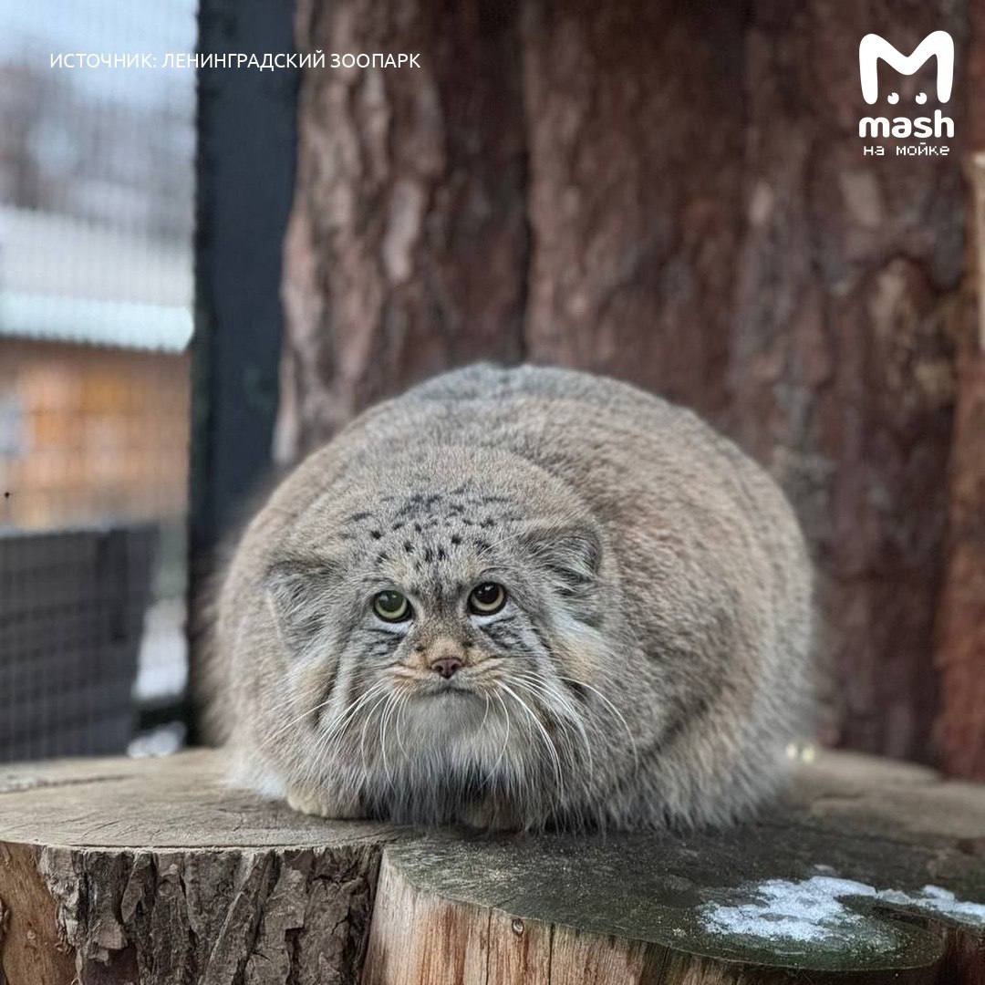 Единственный и самый счастливый из нас кого хвалят за мощную зажировку перед новогодними праздниками манул Шу из Ленинградского зоопарка Эта булочка достигла своего максимального веса 7 кило 6 8 если точно Этот жирочек необходим кице чтобы благостно пережить зиму Mash на Мойке новости СПб