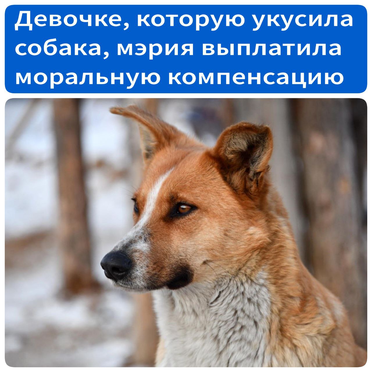 Моральную компенсацию выплатила мэрия Хабаровска девочке, которую укусила собака В ноябре прошлого года в Хабаровске собака напала на 13-летнюю девочку. Инцидент произошел рядом с продуктовым магазином на улице Первостроителей. Ребенок проходил лечение и перенес моральные страдания. Прокурор Краснофлотского района обратился в суд с исковым заявлением о взыскании с администрации Хабаровска компенсации морального вреда, причиненного ребенку. В итоге по решению суда в пользу девочки с мэрии было взыскано 50 000 рублей. Источник - Губерния