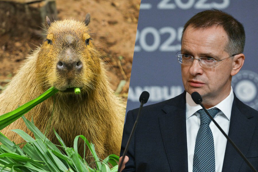 Мединский признался что не знал что капибара это реальное животное Я раньше думал что капибара это название мягких игрушек что то такое мохнатое как Чебурашка Но недавно узнал что капибара это животное Меня моя дочь просветила и показала мне фотографии рассказал он