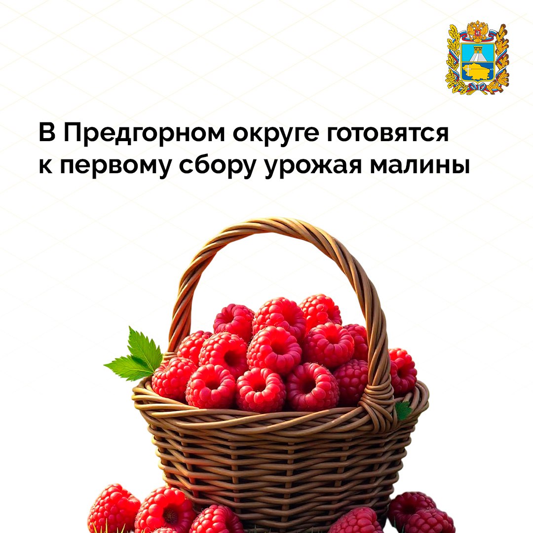 В фермерском хозяйстве станицы Суворовской Предгорного округа плантации малины занимают 7 га Здесь приоритетным сортом выбрали «Польку» за ее сопротивляемость заболеваниям и неприхотливость в уходе. Ежегодно в хозяйстве собирают до 25 тонн малины. В хозяйстве идет подготовка к сбору урожая, который начнется в середине июня. Пик урожайности ягоды ожидается в середине июля, а завершить сбор планируется с приходом первых заморозков.