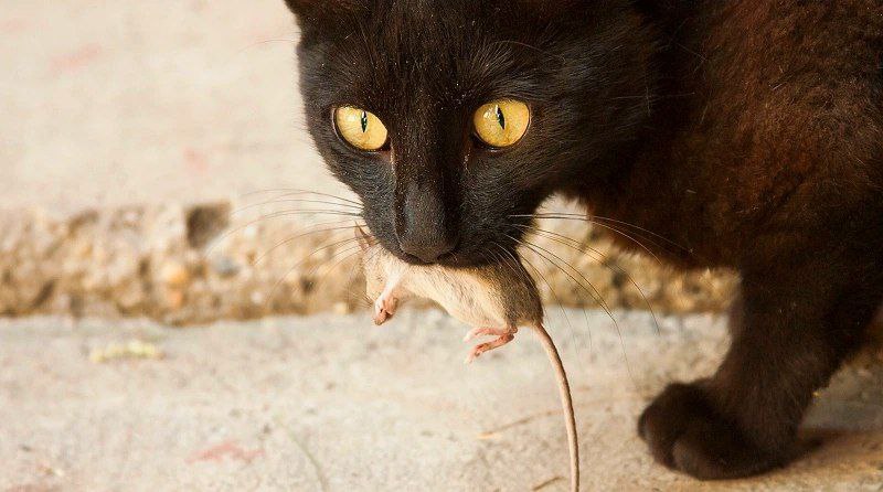 Во Флориде кот принес хозяину мышь с новым штаммом вируса. «Кот-ученый» не впервые находит образец ранее неизвестного вируса Кот Пеппер из Флориды помог ученому по имени Джон Ледницки открыть новый штамм вируса, сообщает портал Gizmodo. Кот принес домой мертвую короткохвостую белозубку. Его хозяин, микробиолог из Университета Флориды Джон Ледницки, сразу заинтересовался находкой и отнес ее в лабораторию. Анализ показал, что у грызуна обнаружен редкий штамм ортореовируса — вируса, который поражает людей и других млекопитающих. Микробиолог отметил, что ортореовирусы отличаются высокой скоростью мутации. По его словам, два разных штамма могут заразить одну клетку-хозяина и обменяться генами, создав новый вирус. Ранее неизвестный штамм получил название «штамм UF-1 ортореовируса млекопитающих белозубки из Гейнсвилла». Это не первое научное открытие Пеппера. В мае 2021 года кот принес домой хлопковую мышь Peromyscus gossypinus , зараженную вирусом джейлонг — это был первый случай, когда данный вирус встретили в США. В отличие от ортореовирусов джейлонг поражает не только млекопитающих, но и птиц, рыб и рептилий, иногда вызывая тяжелые заболевания у людей. Ледницки отметил, что появление новых вирусов его не удивляет, так как они постоянно мутируют. Он подчеркнул: если вести поиски, новые вирусы будут находиться снова и снова. По словам ученого, Пеппер не заболел, а значит пока угрозы для домашних питомцев не выявлено. Ученый вновь выпустил кота на улицу, чтобы он продолжил «полевые работы». РБК «Сбой в Матрице»