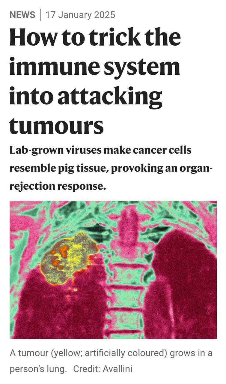 Учёные победили рак — они научили организм самостоятельно уничтожать раковые клетки.  Суть метода — замаскировать раковые клетки под клетки свиного органа. Организм начинает воспринимать опухоль как «врага» и иммунитет убивает новообразование.  Метод уже протестировали на пациентах с трудноизлечимыми формами рака: печени, лёгких, груди, яичников и других органов. У некоторых опухоли перестали расти, а у других — заметно уменьшились.  Учёные планируют запатентовать эту революционную технологию до конца года.