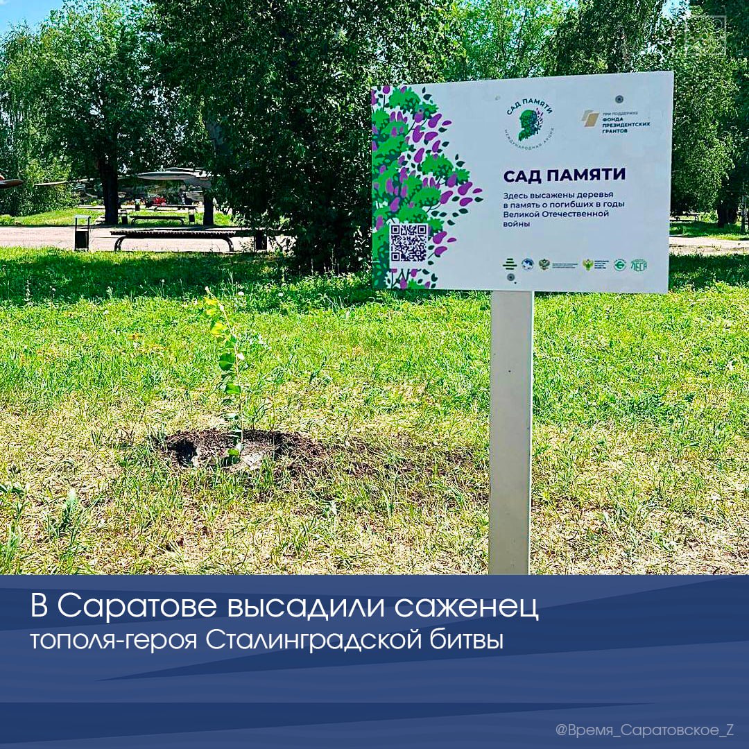В Саратове высадили саженец тополя-героя Сталинградской битвы В Парке Победы на Соколовой горе посадили уникальный саженец «Тополя Победы» — дерева-героя, уцелевшего в ходе Сталинградской битвы. Черенок вырастили в Волгоградском ботаническом саду методом микроклонального размножения. Тополь-долгожитель растёт на Аллее Героев в Волгограде с 1936 года. Дерево выжило, несмотря на повреждения от пуль и снарядов в годы войны. На сегодняшний день имеет статус особо охраняемой природной территории. Отметим, посадка саженца состоялась в рамках акции «Сад Памяти», приуроченной к 80-летию Победы в Великой Отечественной войне. #80летПобеды