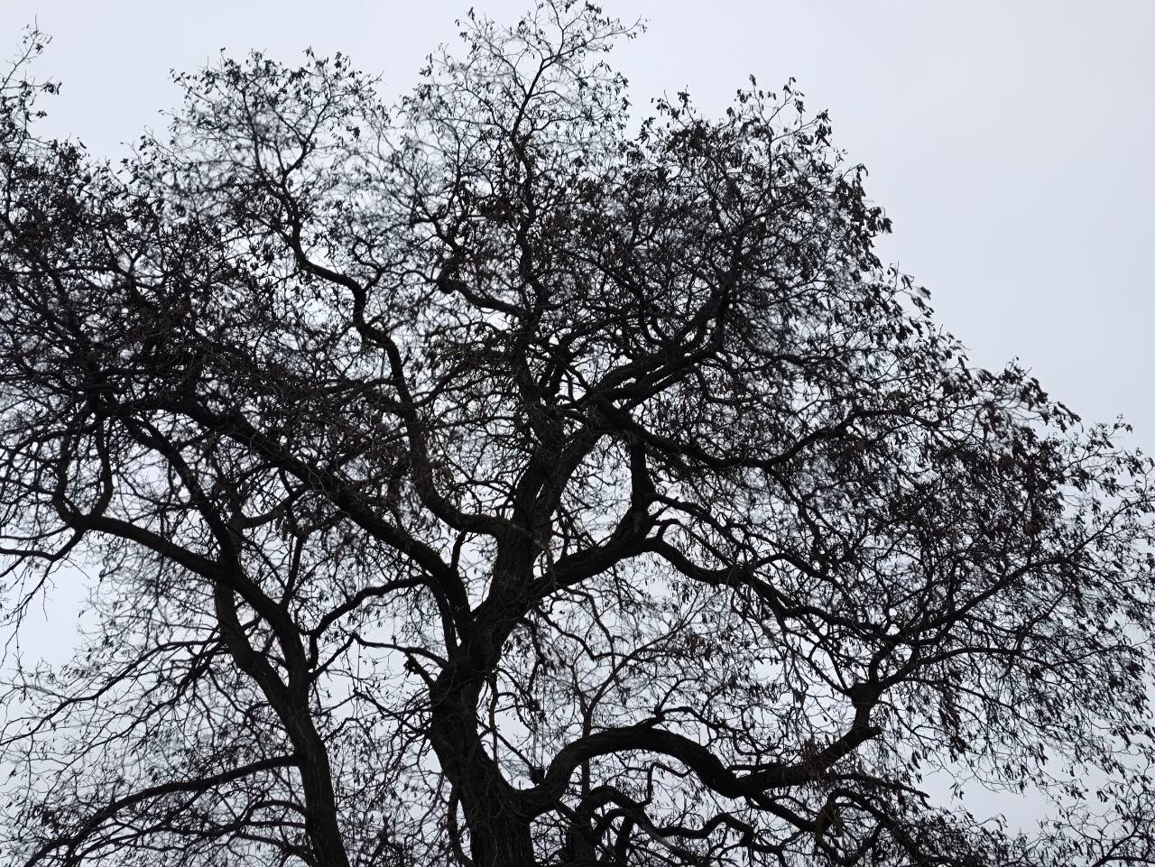 Начиная с сегодняшнего дня световой день начнёт увеличиваться уже к Новому году прибавится 5 6 минут По словам учёных длина дня неравномерно меняется из за особенностей вращения Земли вокруг Солнца Самый короткий день в этом году уже прошёл 21 декабря всего 7 часов солнца на небе Зато летом 21 июня мы сможем наслаждаться длинным днём целых 17 часов 33 минуты