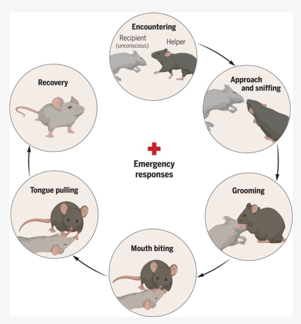 Ученые выяснили, что мыши могут оказывать «первую помощь» своим сородичам, — Science  Часть грызунов вводили в состояние наркоза и в течение 13-минутного наблюдения в 47% случаев другие мыши начинали активно ухаживать за пострадавшими. Сначала они обнюхивали и вылизывали неподвижное тело, а если реакции не последовало – кусали область рта, иногда даже вытягивали язык. Как только сородич начинал двигаться, спасатели прекращали свои действия.  КК