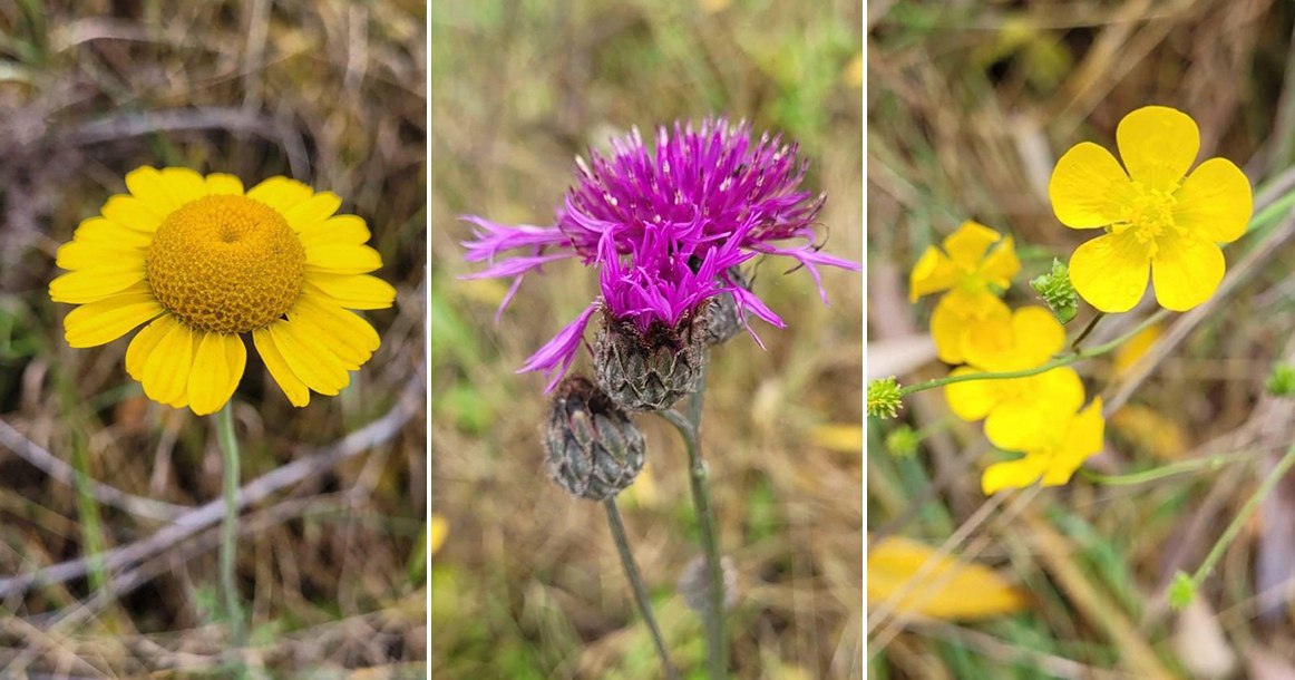 В Москве из за аномального тепла начали цвести разнообразные растения В частности в Митино были замечены тысячелистник обыкновенный мягковолосник топяной клевер луговой мелколепестник однолетний трехреберник непахучий и недотрога железистая Также специалисты обнаружили цветение лютика едкого василька шероховатого и короставника полевого растения нашли во время обследования долины реки Москвы у села Спас Замечали Митино MAX ЧАТ Прислать новость