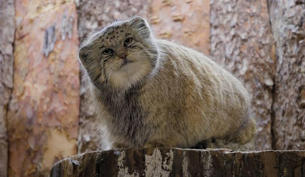 Манул Шу из зоопарка готов к морозам Манул Шу из Ленинградского зоопарка официально вошёл в идеальную зимнюю форму и полностью завершил зажировку К холодам он подготовился основательно пушисто основательно и без лишней суеты петроградский РК ostrova peterburga