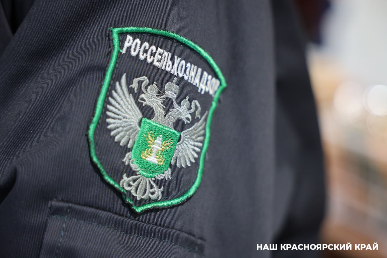 Из Китая в Красноярск привезли больше 6 тонн опасных ананасов и пекинской капусты Специалисты регионального управления Россельхознадзора провели карантинный фитосанитарный контроль в отношении партии свежих ананасов и пекинской капусты Как сообщили в пресс службе ведомства продукция общим весом почти 6 3 тонны поступила из Китая В образцах ананасов обнаружили червец Комстока а в капусте западный цветочный трипс Эксперты подтвердили заражение карантинными вредителями Продукцию подвергли фитосанитарному обеззараживанию разрешенными к применению препаратами