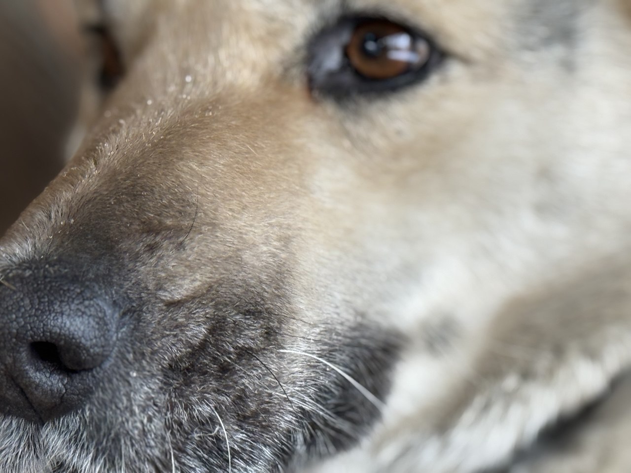 С наступлением холодов в Улан Удэ стало больше бродячих собак По информации комитета городского хозяйства в последние недели поступило множество заявок от жителей сообщающих о стаях бездомных животных Начальник отдела благоустройства комитета городского хозяйства Дмитрий Ларченко подчеркнул что каждая собака на самовыгуле представляет потенциальную угрозу для горожан Вследствие низкой температуры отсутствия пищевой базы эта собака может совершить нападение как на взрослых так и на детей сообщил начальник отдела благоустройства комитета городского хозяйства Дмитрий Ларченко Жителей предупреждают что кормление бездомных животных создаёт дополнительные риски поскольку собаки начинают воспринимать место кормления как свою территорию и могут начать ее защищать Новости Бурятии