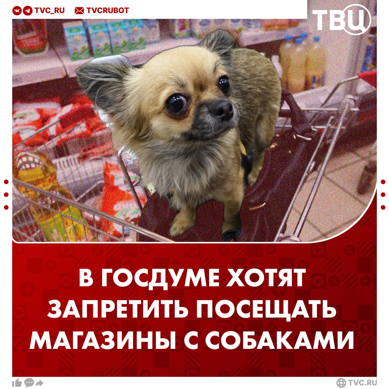 Запретить посещать магазины с собаками предложили депутаты Полный запрет может коснуться посещения заведений общепита медицинских и образовательных учреждений Исключение составят только собаки поводыри Вдобавок к этому могут быть приняты новые нормы перевозки животных Все собаки кроме поводырей должны быть в намордниках и на коротком поводке либо в переносном контейнере Подписаться на ТВЦ в MAX