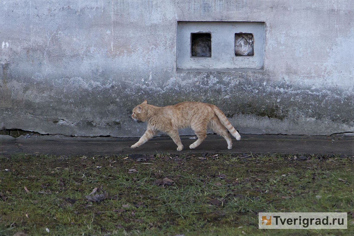 На тверском благотворительном фестивале в парке Тьмака будут раздавать котов В Твери фестиваль С собакой нужно пройдёт 31 августа в ландшафтном парке Тьмака Это мероприятие должно было состояться ещё в июле но его перенесли из за погоды бездомные животные благотворительность инициативная группа по защите животных