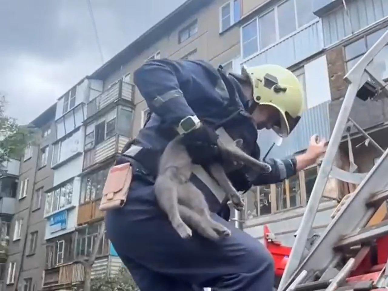 В Челябинске спасли застрявшего в форточке кота В Металлургическом районе спасатели пришли на помощь коту который не мог выбраться из окна многоэтажки Питомец запрыгнул в открытую форточку и застрял между рамой и козырьком Четвероногий попал в ловушку в доме по улице Социалистической По словам очевидцев кот пробыл в оконном проеме два дня Во дворе было слышно его жалобное мяуканье Спасатели Челябинской городской спасательной службы при помощи пожарной лестницы забрались на пятый этаж и освободили животное рассказали в ведомстве Подписаться на vecherchel Голосовать за канал