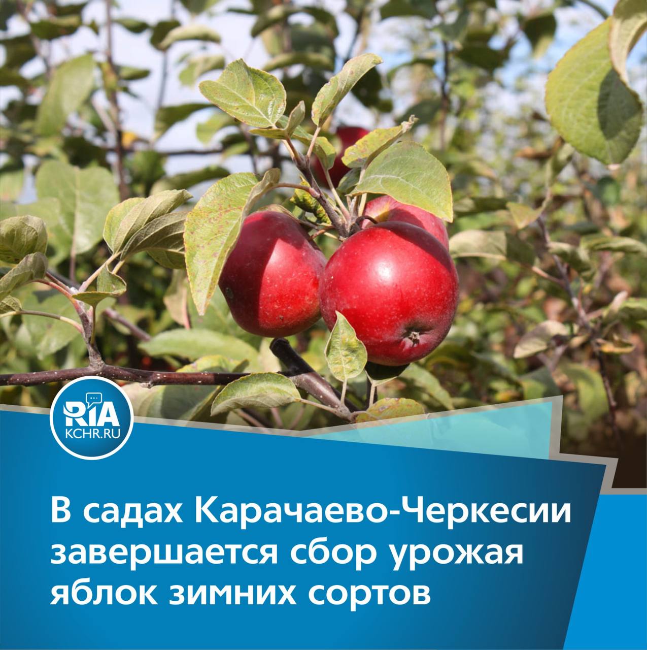 «Сбор урожая происходит вручную, с осторожностью, чтобы не повредить плоды. Важно собирать яблоки в сухую погоду, так как это влияет на хранение и качество продукта. После сбора их сортируют по сортам и размерам», – добавил Аслан Шовканов.  Предварительно в этом сезоне в садах Карачаево-Черкесии было собрано более семи тысяч тонн урожая. Но, с завершением сбора работа в садах не прекратится. Для получения высоких показателей работать нужно круглый год. Уже совсем скоро начнутся уходовые работы.    Напомним, что в садах Карачаево-Черкесии помимо нескольких сортов яблок выращиваются еще груши и два сорта персиков. Каждый сезон аграрии стараются совершенствовать способы выращивания фруктов, а еще высаживают новые сорта.