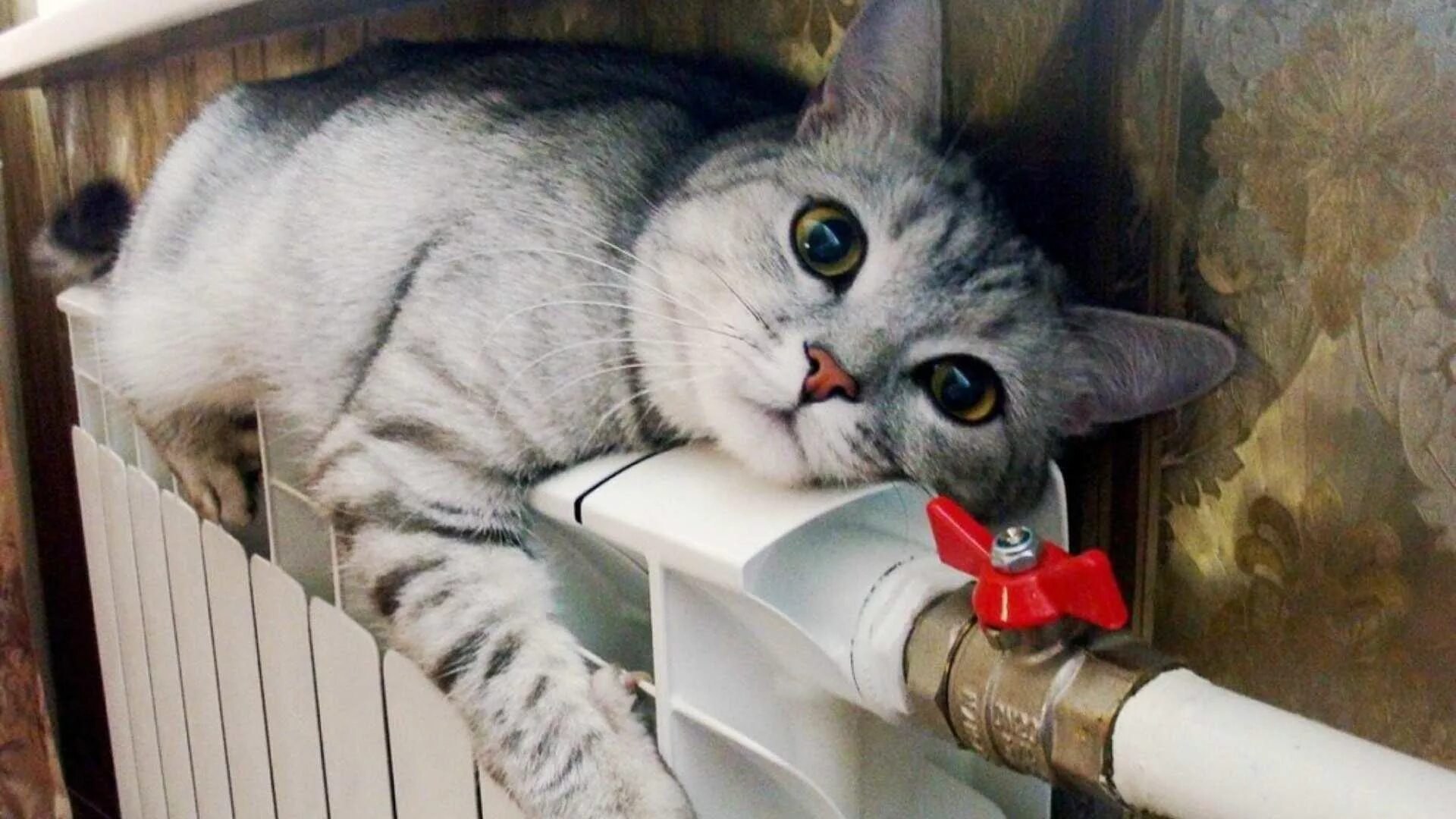 Из за работ на газопроводе в жилых домах Большой Ялты отключено отопление Об этом сообщили в МинЖКХ Крыма Напомним из за внеплановых работ на газопроводе в поселках Кореиз Курпаты Гаспра и Ореанда была приостановлена подача газа Под ограничения попали 4 5 тысячи абонентов Восстановить газоснабжение планируют 6 января crimea 24