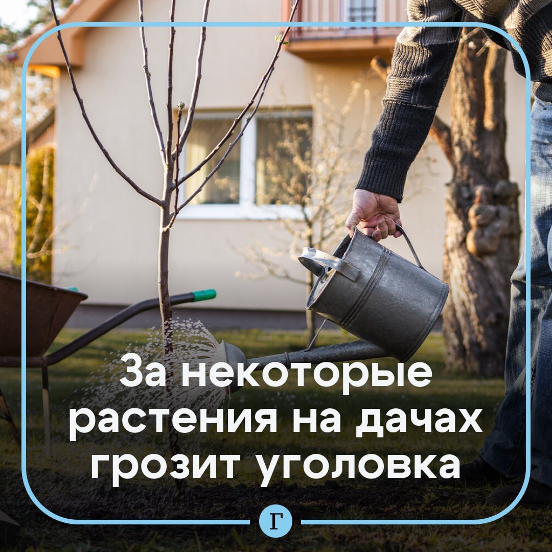 Россиянам грозит уголовное наказание за некоторые растения на дачах. В черный список входят: мак, шалфей предсказателей, кактус с мескалином, кока, гармала, грибы, содержащие психоактивные вещества. По словам представителя Роскачества Игоря Позднякова, за выращивание запрещенных культур в крупном или особо крупном размере предусмотрены штрафы до 300 тыс. руб., обязательные работы, а в тяжелых случаях — до восьми лет лишения свободы. Подписывайтесь на «Газету.Ru»