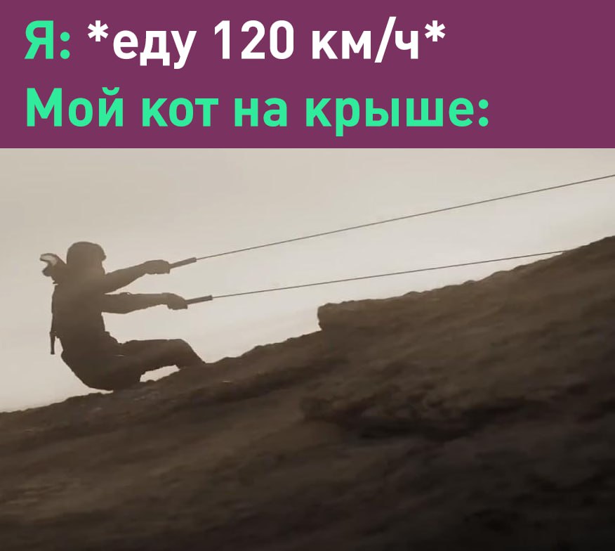 Американский кот путешественник проехал 160 км на крыше фургона пока хозяева не заметили его во время остановки на заправке CBSNews