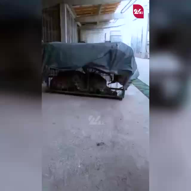 Снежного барса выпустили в дикую природу после встречи с местными жителями