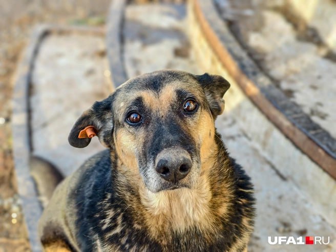Неизвестные устроили массовую бойню в районе Щитовой во Владивостоке По словам свидетелей серии жестоких нападений на собак животные получили огнестрельные ранения в голову в результате чего погибло не менее шести собак Очевидцы рассказали что все погибшие собаки ранее прошли через процедуру отлова бездомных животных организованной мэрией Владивостока Специалисты планово изымали животных с улицы стерилизовали вакцинировали и чипировали По истечении 21 го дня если животное не представляет агрессию его отпускают в прежнюю среду обитания Агрессивные собаки остаются на постоянное содержание в приюте подчеркнули в управлении городской среды По словам местной жительницы Светланы убитые собаки гуляли возле моря были словно сама доброта и не проявляли агрессии к людям Их чипировали и они не трогали людей написала женщина Виновный тут один орган который должен за этим вести надзор то что чипированы это значит только то что они в базе и стерилизованы но это не значит что им лоботомию сделали удачно и погасили агрессию ответил ей Dr Liwsy Тела собак находили в лесу на Щитовой в разное время из чего жители сделали вывод что неизвестные ведут в районе целенаправленную травлю Горожане отметили что животные обитали вне жилой застройки Полиция уже проводит проверку и устанавливает личности причастных Подписаться в MAX