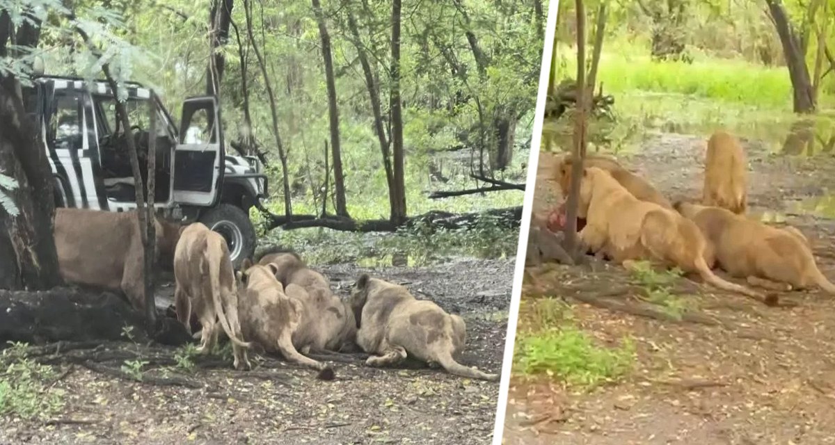 Таиланд в шоке львы съели человека заживо на глазах у туристов В бангкокском парке Мир сафари произошла чудовищная трагедия работник зоопарка стал жертвой нападения львов причем на глазах у туристов вполне возможно там были и российские туристы сообщают ме Ссылка на новость   www tourprom ru news 77655