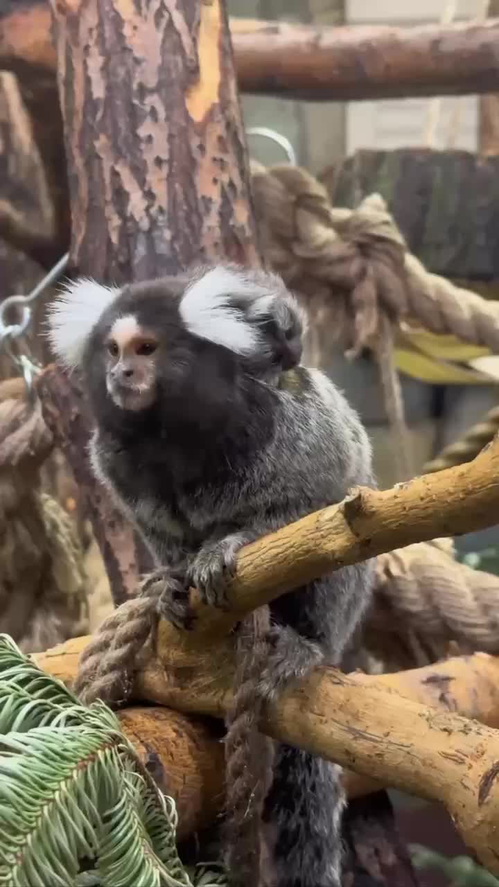 В Ленинградском зоопарке у игрунок Хельги и Лусио родился детёныш