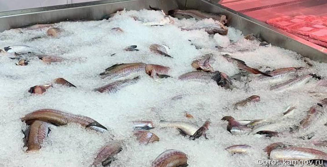 Рыбы Камчатской станет в два раза больше социальная программа расширяется Поставки продукции по программе Рыба Камчатская в камчатские магазины станут еженедельными Общий объём поставок в 2026 году планируют увеличить вдвое для повышения доступности Нажмите для подробностей   kam24 ru news main 20260224 125740 html utm source telegram utm medium messenger