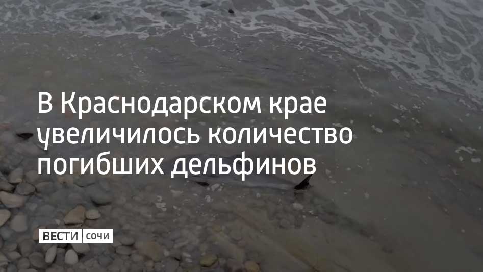 В Черном море начался сезон выбросов китообразных. Он длится с марта по июнь. Причин гибели дельфинов несколько: рыболовные сети, ослабленный после зимы иммунитет, плохая погода и загрязнение моря. Об этом рассказали в центре спасения дельфинов "Дельфа".  Количество погибших китообразных снова стало увеличиваться. За весь февраль в регионе было найдено 25 погибших животных. За первую неделю марта – 22. Также специалисты центра обнаружили трех ослабленных дельфинов. Две особи заметили в Новороссийске, одну в Геленджике. В таких случаях помочь китообразным практически невозможно.  "Ослабленные дельфины не имеют сил держаться на плаву самостоятельно, если их вытолкнуть в море, то с большой вероятностью они вернутся снова или утонут. Мы никогда не исключаем и хороший исход, по-нашему опыту – чаще всего события развивается по плохому сценарию. В оказании помощи первое правило – не навреди", – говорится в сообщении.