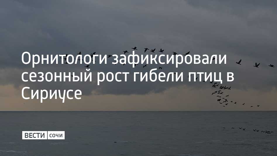 Увеличение количества погибших птиц является естественным природным явлением, которое связано с миграцией. Об этом рассказали в учреждении "Парки ФТ".  Имеретинская низменность – традиционное место зимовки для 150 видов водоплавающих и околоводных птиц. Самая большая популяция – у большого баклана и большой поганки. Их общая численность достигает примерно 270 тысяч пар и постоянно растет.  Ослабленные птиц умирают от длительных перелетов и непростых условий зимовки. Их часто выносит на берег. Это явление не сказывается на популяции.