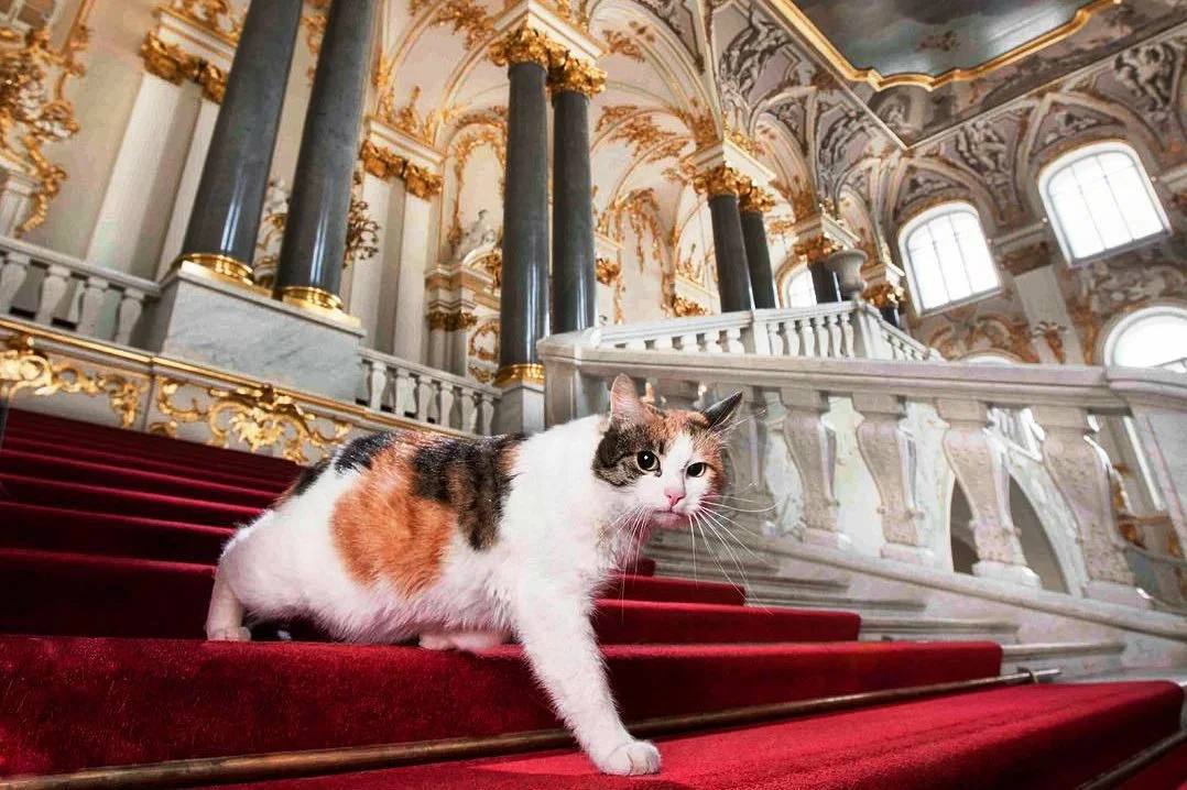 31 мая в Эрмитаже отметят День эрмитажного кота. Гостей ждёт выставка китайской народной живописи, интерактивная игра и экскурсия в подвалы Зимнего дворца, где обитают знаменитые коты музея. Праздник будет проходить с 12:00 до 17:00. – жми тут / Прислать новость #спб #питер #петербург