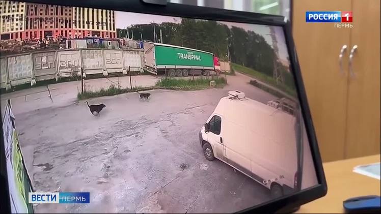 В Перми на девочку напали бездомные собаки В пермском микрорайоне Крохалева на 11-летнюю девочку напали бездомные собаки. Все произошло на пустыре между домами №38 и 38а по ул. Яблочкова. Сам момент камеры наружного наблюдения не зафиксировали, но бегающую в окрестностях стаю заснять успели. По словам мамы пострадавшей, псы окружили школьницу, стали громко лаять, а некоторые - прыгать. Одна из собак немного поцарапала ребенку ногу и руку. К счастью, происходящее увидели мужчины, которые сидели неподалеку в машине. Они начали сигналить и распугали псов.