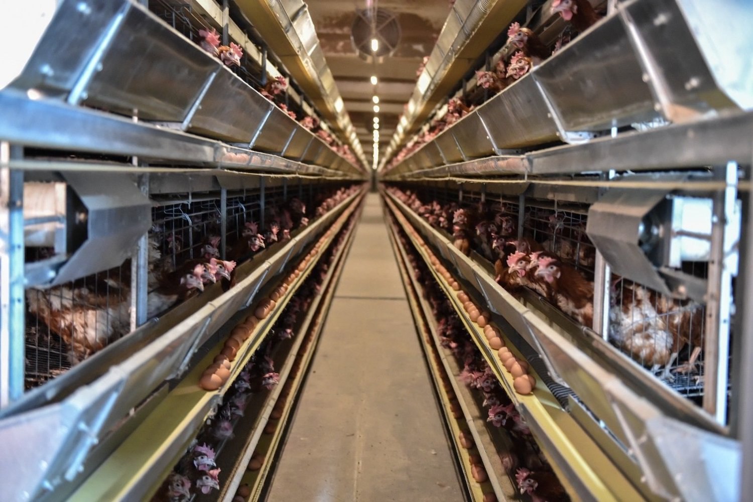 Раис Татарстана поручил провести независимую экспертизу проекта птицефабрики в Пестречинском районе Местные жители активно протестуют против строительства нового предприятия rv shorts