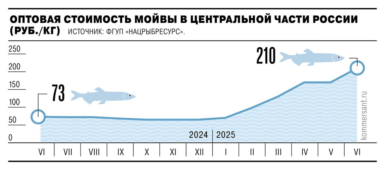 В 2025 году мойва стала самой дорогой и дефицитной рыбой в России, с ценами, которые увеличились почти в три раза, превысив стоимость атлантической сельди и минтая. Основной причиной такого значительного роста цен стало резкое сокращение вылова: промысел мойвы в Баренцевом море в 2025 году практически прекратился для сохранения нерестовых запасов, а запасы прошлого года почти исчерпаны. Импорт этой рыбы остаётся на низком уровне.