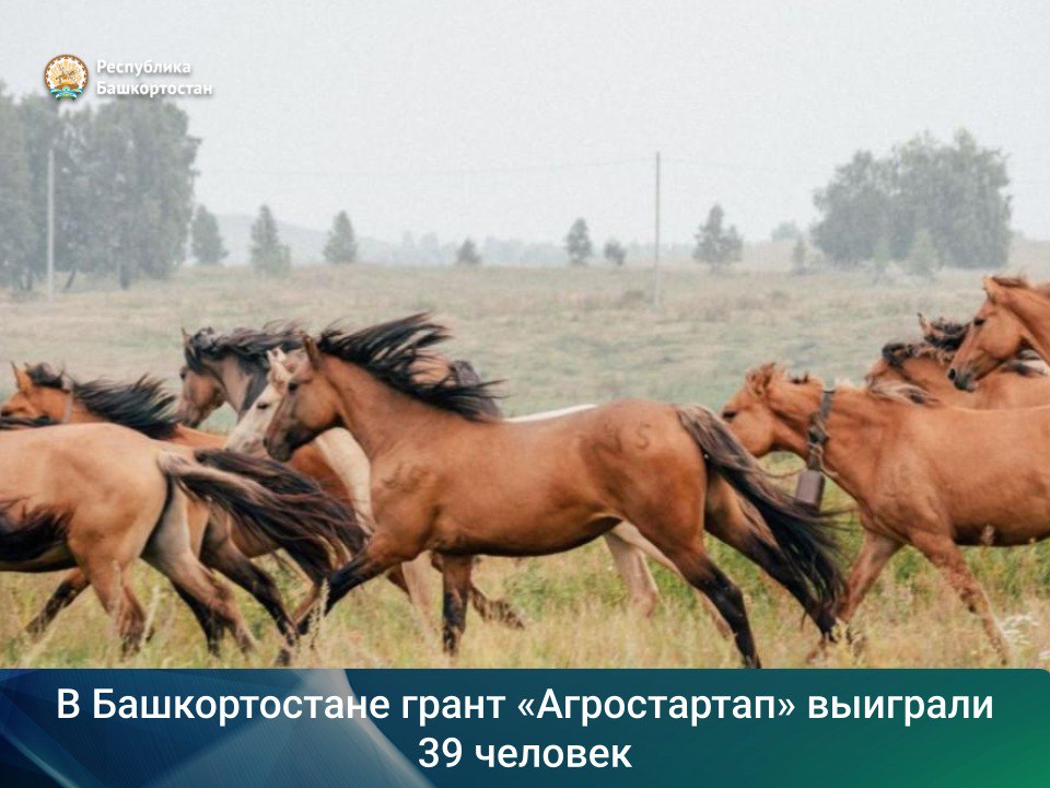 39 фермеров из Башкортостана получили гранты по программе «Агростартап»! Общий объем грантов – 175 млн рублей, что на 17 процентов больше, чем в прошлом году. Что нужно знать о программе «Агростартап» Поддерживает начинающих фермеров и владельцев ЛПХ Сумма грантов – от 1,5 до 7 млн рублей Размер гранта зависит от направления проекта По условиям программы, участник должен вложить не менее 10 процентов собственных средств Программу реализуют в рамках нацпроекта «Эффективная и конкурентная экономика». Удачи фермерам – ждём новые успешные хозяйства и вкусные урожаи! #национальныепроекты #нацпроекты #нацпроектыБашкортостан