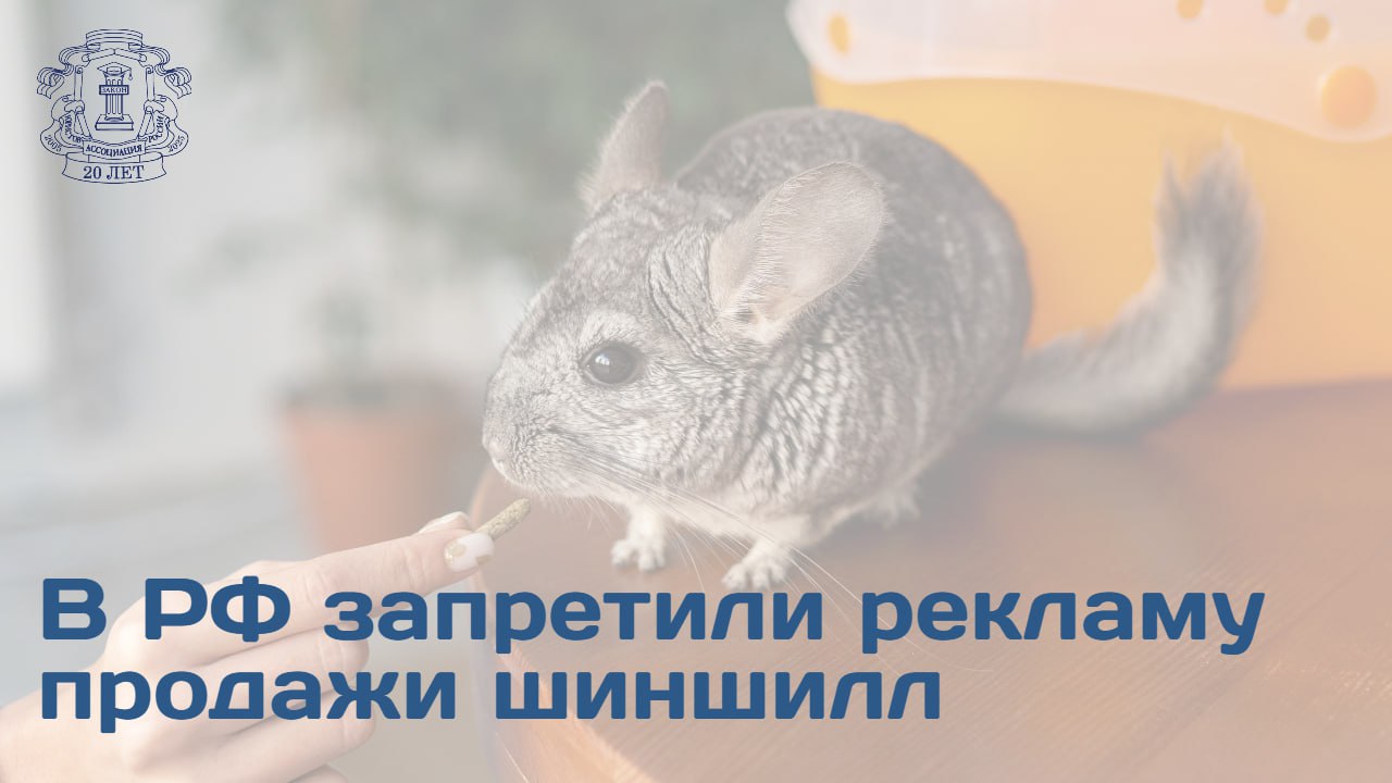 Заводчикам шиншилл рекомендуется указывать в объявлениях в Сети информацию о том что питомцы разведены в неволе Об этом в беседе с РГ рассказала член АЮР Наталия Скрябина Шиншилла включена в Красный список Международного союза охраны природы и имеет статус исчезающий вид По словам Наталии Скрябиной коммерческий оборот видов из списка МСОП запрещен или строго ограничен Поскольку в объявлениях на сайтах отсутствовали сведения о законности происхождения то есть доказательства того что животное не изъято из природы суд квалифицировал такую информацию как запрещенную к распространению Для заводчиков шиншилл стоит понимать что МСОП регулирует статус диких популяций а домашняя шиншилла является имуществом и объектом домашнего животноводства Поэтому в объявлении о продаже шиншилл им стоит указывать что они были разведены в неволе Также эксперт отметила что с юридической точки зрения важно ссылаться на документы подтверждающие происхождение животного