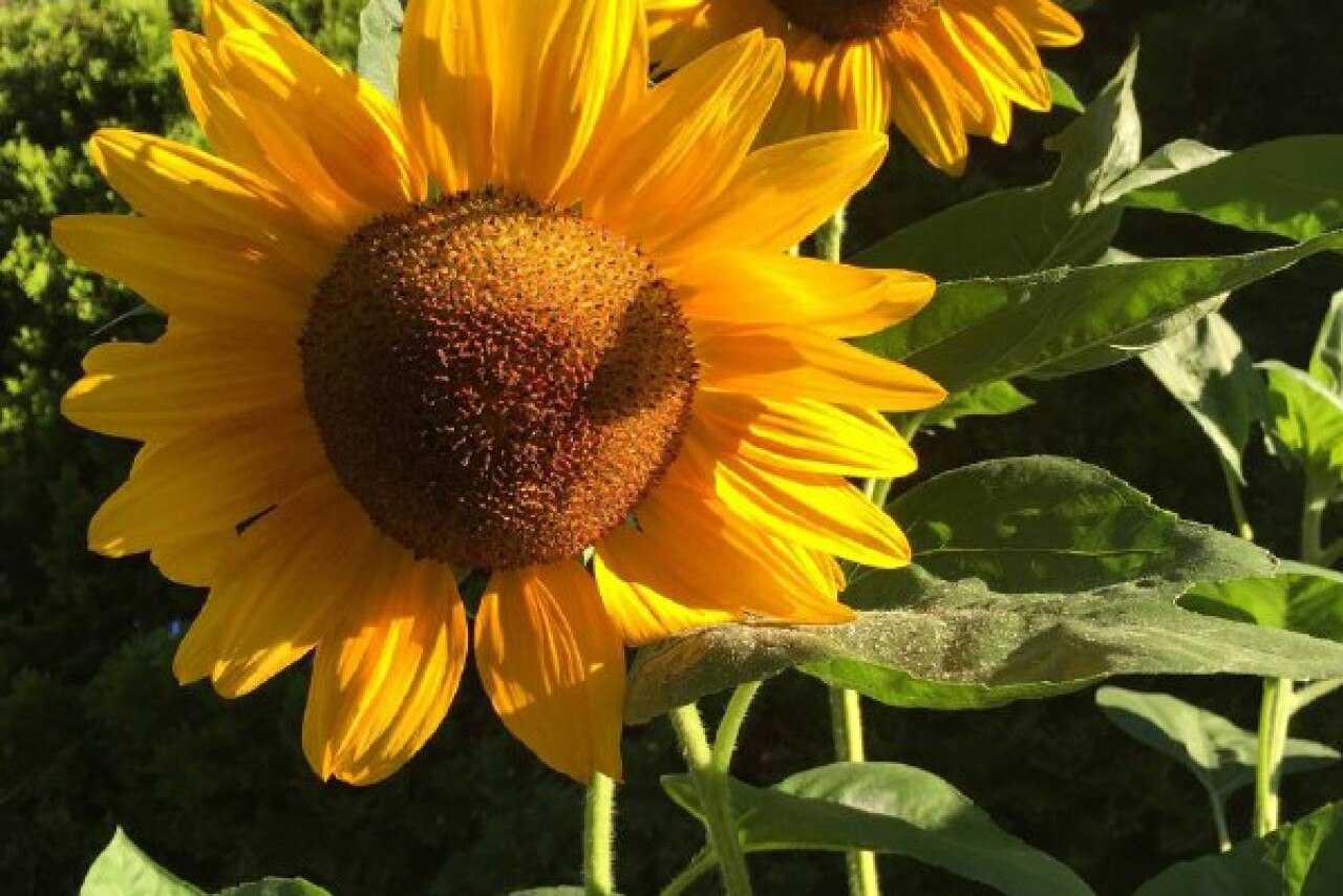 Сельхозпроизводители Дагестана в 2025 году собрали почти 4 тыс тонн подсолнечника По сравнению с 2024 годом урожай вырос на 10 3 Подсолнечник в республике выращивают в шести районах Общая площадь занятая этой культурой в регионе в текущем году выросла до 3 тыс га Валовой сбор составил 3 97 тыс тонн при средней урожайности 13 1 ц га Абсолютным лидером по объему собранного подсолнечника среди районов стал Хасавюртовский более 3 5 тыс тонн При этом наибольшей урожайности добились аграрии Кизлярского и Гунибского районов 19 6 ц га и 19 ц га соответственно Напомним в прошлом году в Дагестане было собрано 3 6 тыс тонн подсолнечника Читайте нас в MAX в Дзен