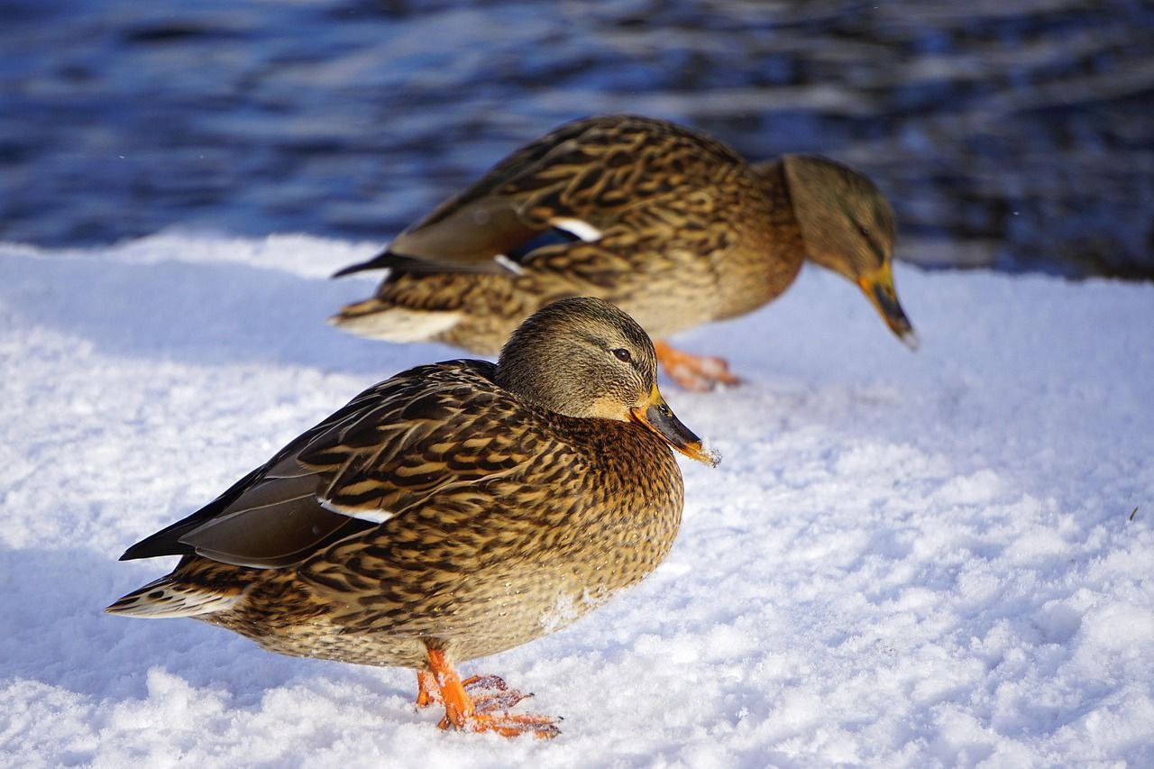 Ученые приглашают жителей Карелии принять участие в подсчете зимующих уток Большинство перелетных птиц зимуют в южных широтах но изменение климата и деятельность человека способствуют тому что все больше водоплавающих птиц остаются зимой на севере в частности в Карелии 17 18 января в стране пройдет акция Серая шейка 2026 общероссийский учёт зимующих водоплавающих птиц Жители Карелии также смогут принять в нем участие Очень важно система бердвотчеров хорошо организована в Петрозаводске Олонце и Медвежьегорске А вот в остальных районах Карелии добровольцев не хватает Принять участие в акции очень просто Материалы необходимо направить координатору акции Андрею Олеговичу Толстогузову по адресу tolstoguzov ib mail ru или в личные сообщения группы ВКонтакте vk com serayasheikakarelia Подробнее о проведении акции читайте на сайте КарНЦ РАН