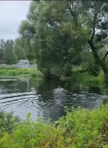 Лось был замечен купающимся в Ивантеевке во время периода спаривания