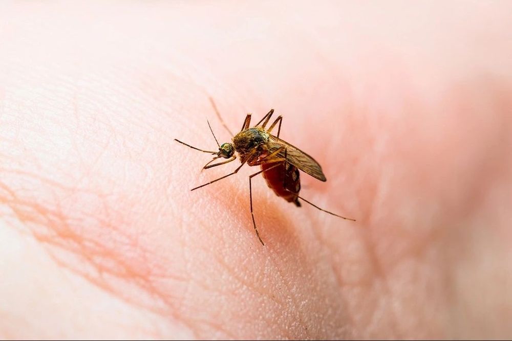 Завозной случай лихорадки чикунгунья зарегистрирован в России cообщили в Роспотребнадзоре Заболевшая прибыла в Москву после отдыха на Сейшельских островах Во время отпуска женщина отмечала укусы комаров и не пользовалась репеллентами рассказали в ведомстве После прилета в Россию женщину госпитализировали Наличие у нее вируса было подтверждено с помощью отечественных высокочувствительных тест систем Были оперативно организованы все необходимые противоэпидемические мероприятия Роспотребнадзор заранее информировал о рисках завоза этого заболевания из других стран поэтому специалисты были готовы к данной ситуации отмечается в сообщении Подчеркивается что риск распространения инфекции в нашей стране минимален Дело в том что лихорадка чикунгунья передается через укусы инфицированных комаров а не напрямую от человека к человеку Фото iStock Подписаться на Российскую газету Читать нас в MAX