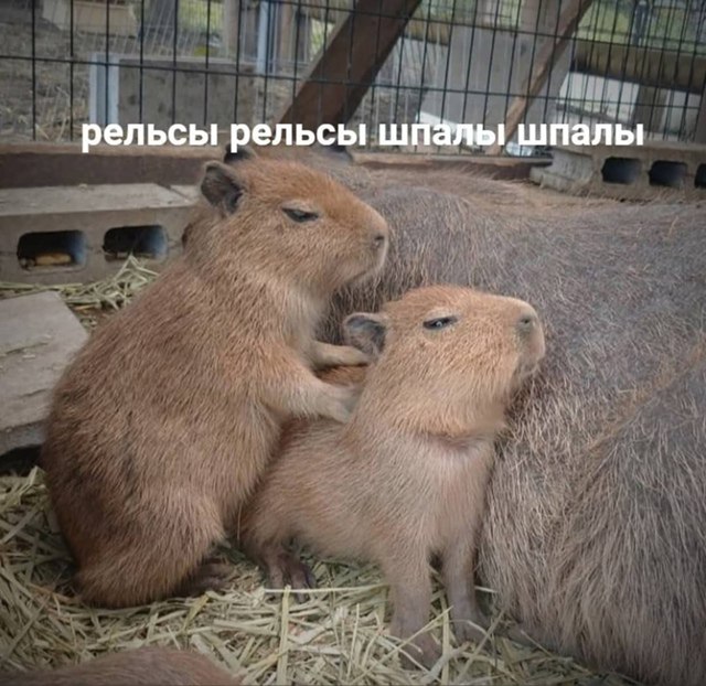 Суд взыскал 100 тысяч с целительницы сломавшей ребра клиентке История такая Жительница Цивильского района обратилась к народной целительнице из за проблем со здоровьем На сеансе та походила ногами по спине женщины И вместо исцеления она получила перелом ребер Такие вот рельсы рельсы   cheb ru news shownews 313567