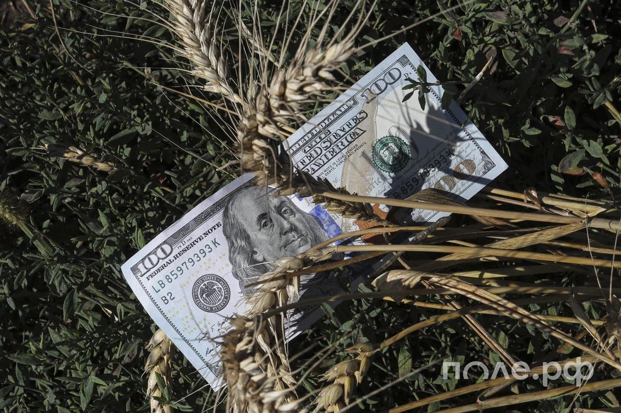 Поставки агропродукции из России в Турцию за 7 лет выросли на 85 Основной драйвер подсолнечное масло Объем поставок достиг почти 2 4 млрд за январь сентябрь 2025 года Ключевыми категориями экспорта стали зерновые и масложировая продукция говорится в сообщении федерального центра Агроэкспорт Значимую долю в экспортной выручке за девять месяцев 2025 года заняли жмыхи и шроты около 8 от общего объема На долю зерновых культур пшеница кукуруза ячмень гречиха и др приходится порядка 31 экспортной выручки Подробнее pole journal