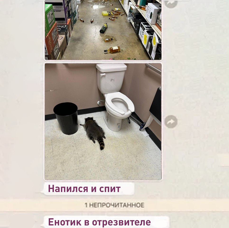 В Вирджинии енот пробрался в алкомаркет напился разбил витрины и уснул в туалете Хулигана отвезли в приют чтобы он отоспался и выпустили обратно в лес животное не пострадало А что ещё случилось